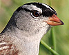 White-crowned Sparrow, USA 21st of October 2006 Photo: Simon Berg Pedersen