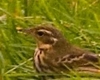 Olive-backed Pipit, Faeroes Islands 13th of October 2006 Photo: Tomas Svensson