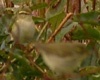 Arctic Warbler, With Yellow-browed Warbler and Blackcap, Faeroes Islands 7th of October 2006 Photo: Olof Strand