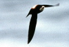 White-throated Needletail, Faeroes Islands 20th of June 2000 Photo: Via - Silas K.K. Olofson