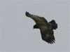 Greater Spotted Eagle, - oversiden, Denmark 12th of November 2006 Photo: Erhardt Ecklon