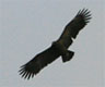 Greater Spotted Eagle, Faksefuglens underside, Denmark 12th of November 2006 Photo: Erhardt Ecklon