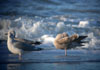 Herring Gull / American Herring Gull sp., Sølvmåge med karakterer svarende til Amerikansk Sølvmåge ssp. smithsonianus, Denmark 29th of November 2006 Photo: Ole Zoltan Göller