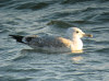 Caspian Gull, 2 cy  2nd  winter, Denmark 9th of December 2006 Photo: Lars Adler Krogh