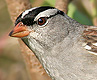 White-crowned Sparrow, USA 21st of October 2006 Photo: Simon Berg Pedersen