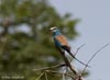 Abyssinian Roller, Cameroon 2007 Photo: Niels Poul Dreyer