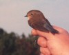 Red-flanked Bluetail, Denmark 28th of September 1997 Photo: John Kyed