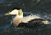 Ederfugl, Adult han i storm, Danmark 14. januar 2007 Foto: Ole Krogh