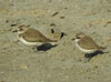 Greater Sand Plover, (left) with Lesser Sand Plover, United Arab Emirates 9th of January 2007 Photo: Greg McIvor