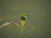 Arabian Green Bee-eater, ssp. <i>muscatensis/cyanophrys</i>, United Arab Emirates 10th of January 2007 Photo: Greg McIvor