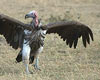Lappet-faced Vulture, Kenya 21st of October 2006 Photo: Lars Rostgaard