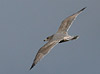 Herring Gull / American Herring Gull sp., Mulig Larus smithsonianus, 3. vinter, Denmark 21st of January 2007 Photo: Søren Kristoffersen