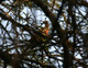 Rubinnattergal, Drømmefugl viser ansigt, Indien 9. februar 2006 Foto: Rune Bisp Christensen
