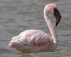 Lesser Flamingo, Israel 20th of March 2006 Photo: Chris Batty