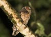 Tawny-bellied Screech-Owl <i>Otus watsonii</i>, Peru 22nd of October 2006 Photo: Niels Poul Dreyer