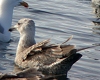 American Herring Gull, Scotland 22nd of March 2003 Photo: Chris Batty