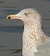 Glaucous Gull, 5 cy, Ireland 4th of February 2007 Photo: Stéphane Aubry