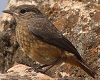 Moussier's Redstart, Morocco 19th of July 2003 Photo: Chris Batty