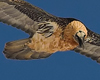 Bearded Vulture, Italy 16th of February 2007 Photo: Lars Gabrielsen