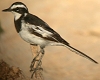 African Pied Wagtail, Egypt 18th of July 2006 Photo: Chris Batty