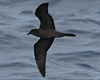 Bulwer's Petrel, Portugal 15th of July 2005 Photo: Chris Batty