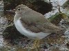 Spotted Sandpiper, 1st winter, England 4th of March 2007 Photo: Richard Bonser