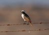 Red-rumped Wheatear, Morocco 16th of February 2007 Photo: Jan Thomsen