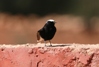 White-crowned Wheatear, Morocco 17th of February 2007 Photo: Jan Thomsen