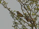 Brown Shrike, India 17th of February 2006 Photo: Rune Bisp Christensen