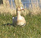 Greater White-fronted Goose, 'brown', Denmark 13th of March 2007 Photo: Henrik Brandt