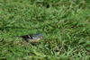 Common Chaffinch, Portugal 27th of February 2007 Photo: Mikko Oivukka