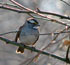 White-throated Sparrow, USA 4th of January 2007 Photo: Rasmus Bøgeskov Larsen