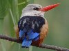 Grey-headed Kingfisher, Cape Verde 20th of March 2007 Photo: Richard Bonser