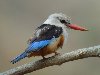 Grey-headed Kingfisher, Cape Verde 22nd of March 2007 Photo: Richard Bonser