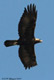 Golden Eagle, Denmark 31st of March 2007 Photo: Jens Kristian Kjærgård