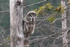 Great Grey Owl, Sweden 25th of March 2007 Photo: Jan Thomsen