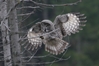 Great Grey Owl, Sweden 25th of March 2007 Photo: Jan Thomsen