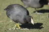 American Coot, USA 6th of February 2003 Photo: Leif Høgh Olsen