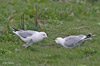 Common Gull, Slip - det er min orm !, Denmark 12th of April 2007 Photo: Bo Tureby