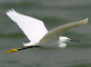 Snowy Egret, USA 30th of March 2007 Photo: Silas K.K. Olofson