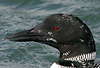 Great Northern Loon, 3k+, USA 5th of April 2007 Photo: Helge Sørensen
