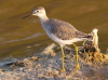 Lesser Yellowlegs, USA 30th of March 2007 Photo: Silas K.K. Olofson