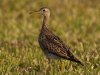 Upland Sandpiper, USA 30th of March 2007 Photo: Silas K.K. Olofson