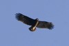 Greater Spotted Eagle, 2cy, Denmark 4th of May 2007 Photo: Jørgen Kabel