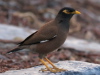 Common Myna, USA 29th of March 2007 Photo: Silas K.K. Olofson