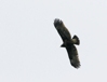 Greater Spotted Eagle, Denmark 4th of May 2007 Photo: Jan Thomsen