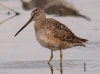 Short-billed Dowitcher, USA 6th of April 2007 Photo: Silas K.K. Olofson