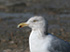 American Herring Gull, USA 20th of February 2007 Photo: Mats Wallin