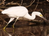 Snowy Egret, USA 30th of March 2007 Photo: Silas K.K. Olofson
