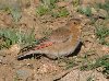 Asian Crimson-winged Finch, Morocco 6th of May 2007 Photo: Richard Bonser